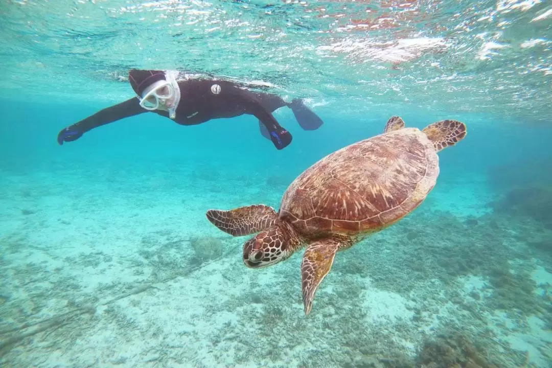 Sea turtle snorkeling private tour (Kagoshima/Amami)