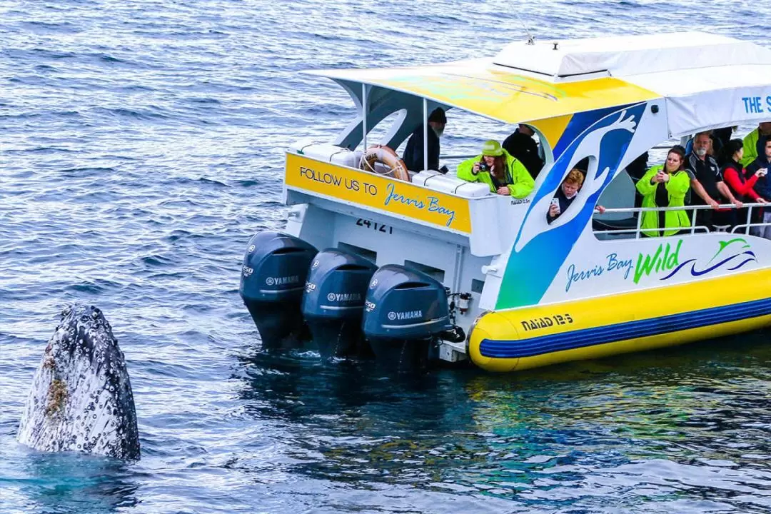 Jervis Bay Whale Watching Cruise