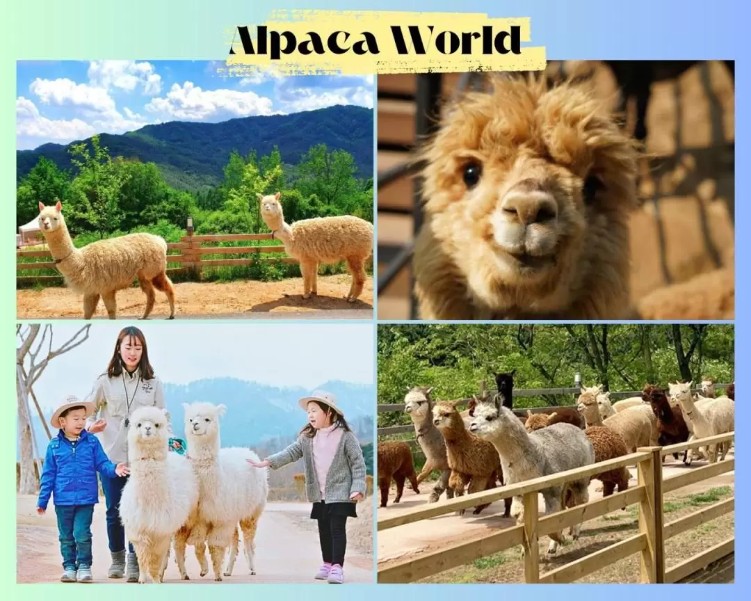 Railbike / Luge Racing Car / Alpaca World / Legoland One Day Tour