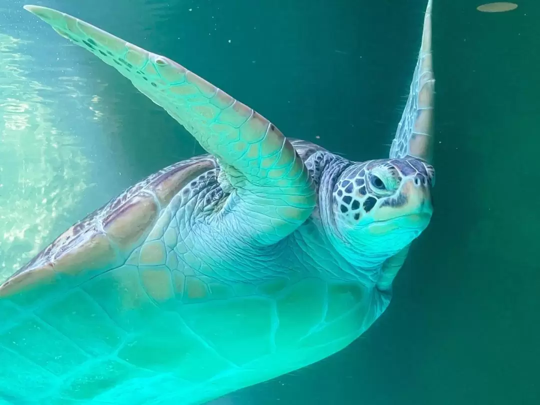 ラヨーン水族館 入館チケット・スアンソンビーチ 日帰り旅行（パタヤ発）