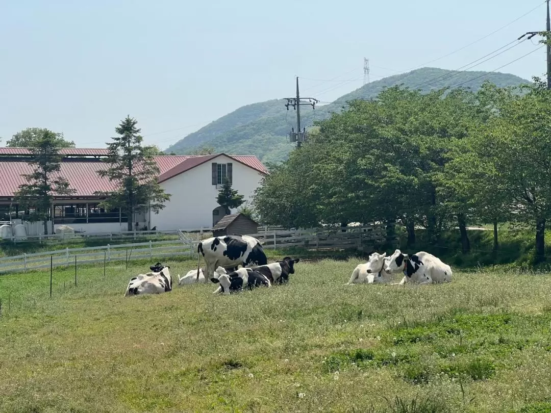 和谈林植物园 & 光明洞窟 & 韩国民俗村一日游