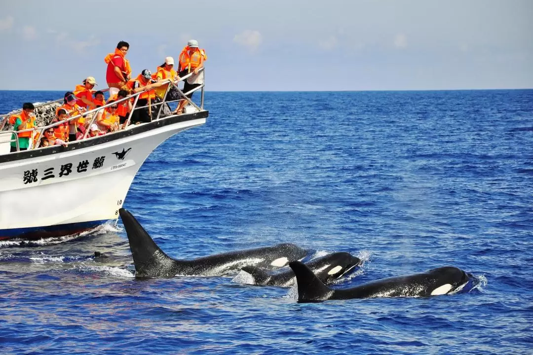 Hualien Whale-Watching Tour by Whale World 