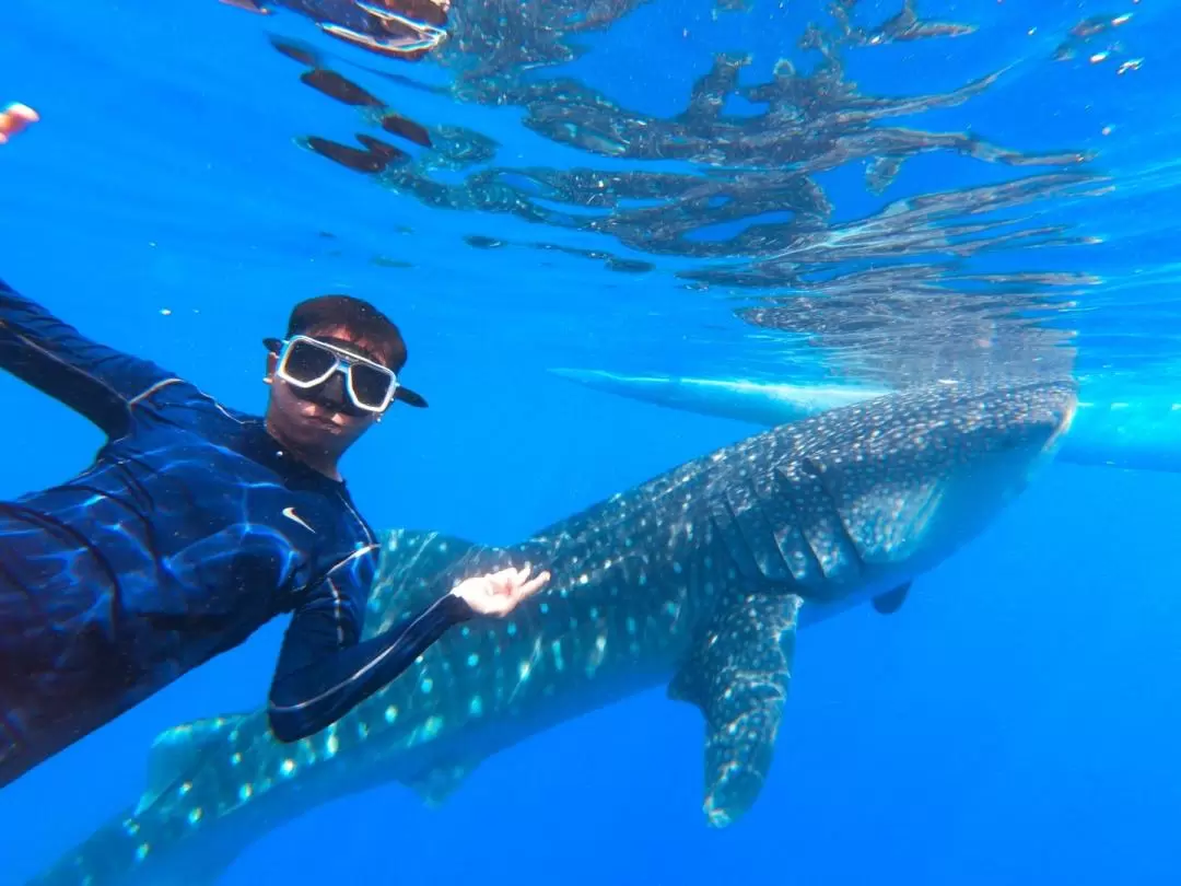 Oslob Whale Shark Encounter Join In Day Tour from Dumaguete