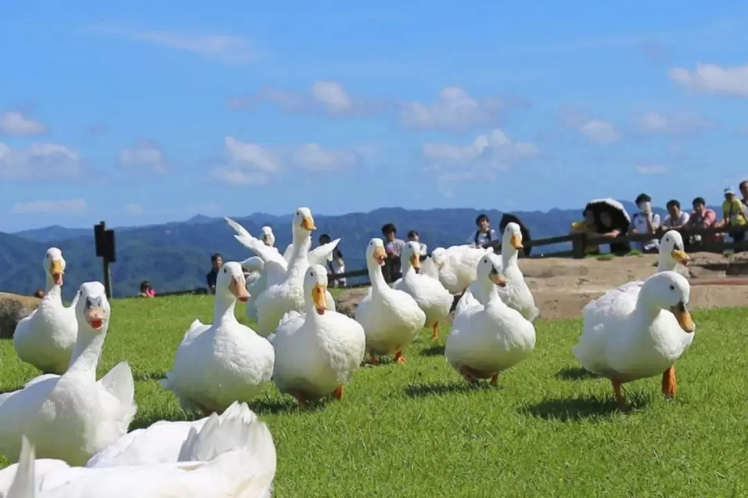 Mother Farm & Futtsu Beach One Day Tour from Tokyo