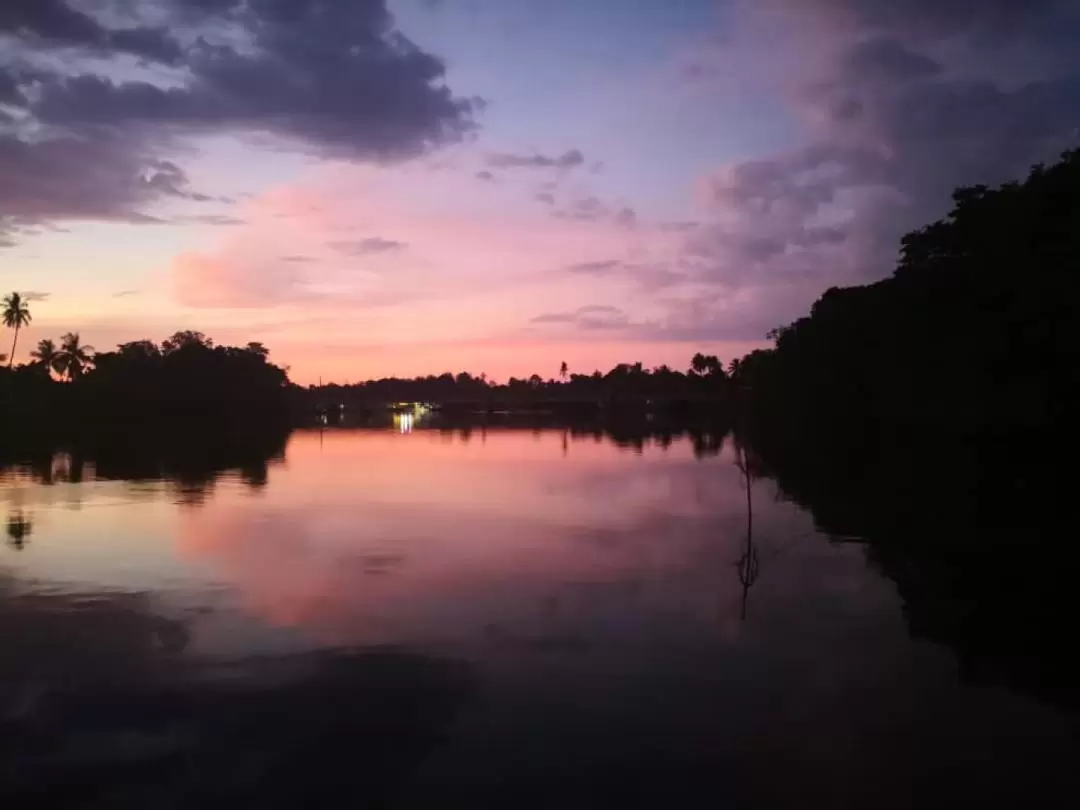  Binsuluk Mangrove River Cruise & Fireflies in Kota Kinabalu