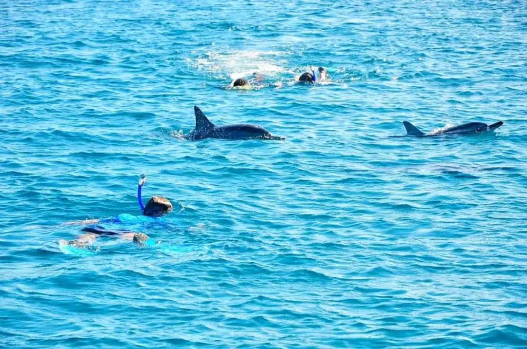 毛里求斯西南部野生海豚同遊 & 火山奇觀探索之旅