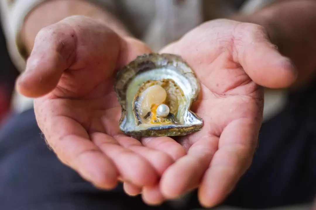 Pearl Farm Tour in Broken Bay