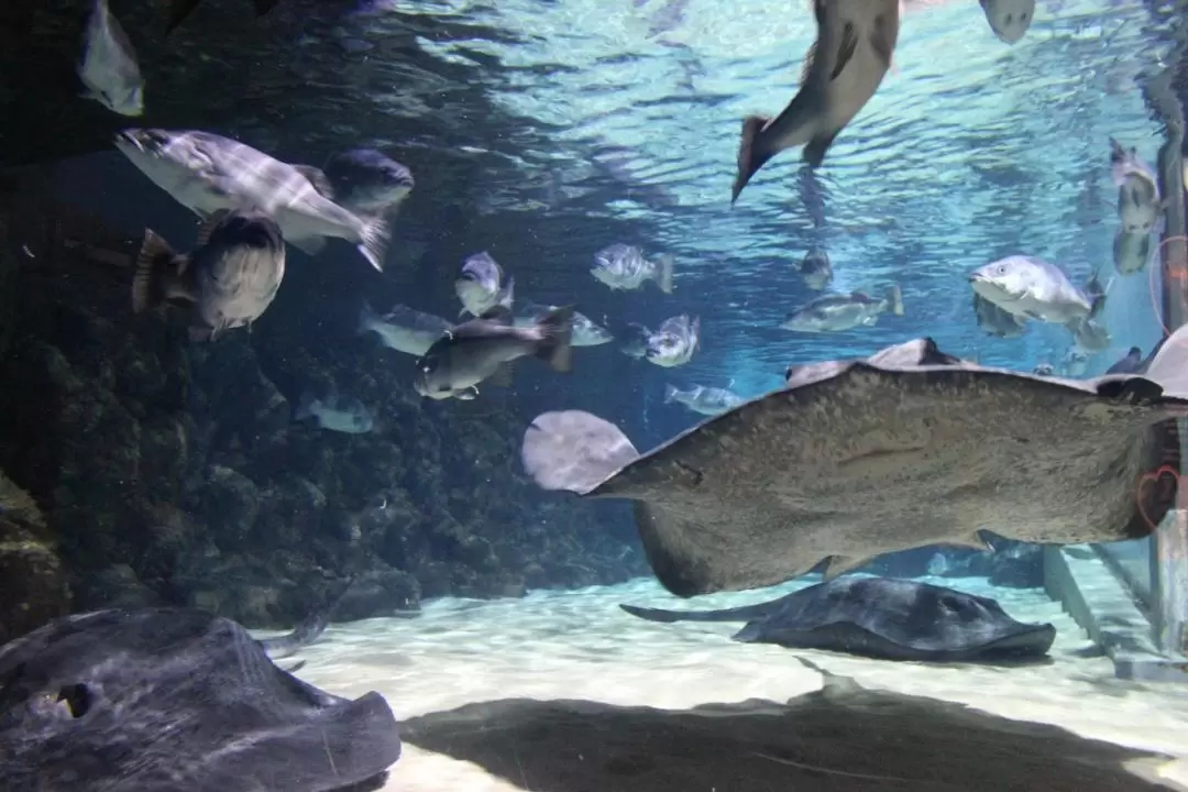 シーライフケリータールトンズ水族館 入館チケット（オークランド）