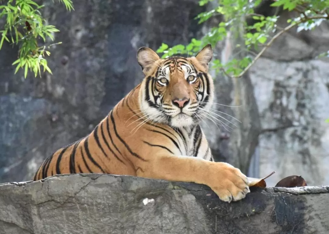 カオキアオ動物園 日帰りツアー（パタヤorバンコク発 / TTD GLOBAL提供）