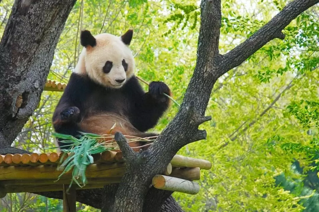 マドリード動物園・水族館 入館チケット