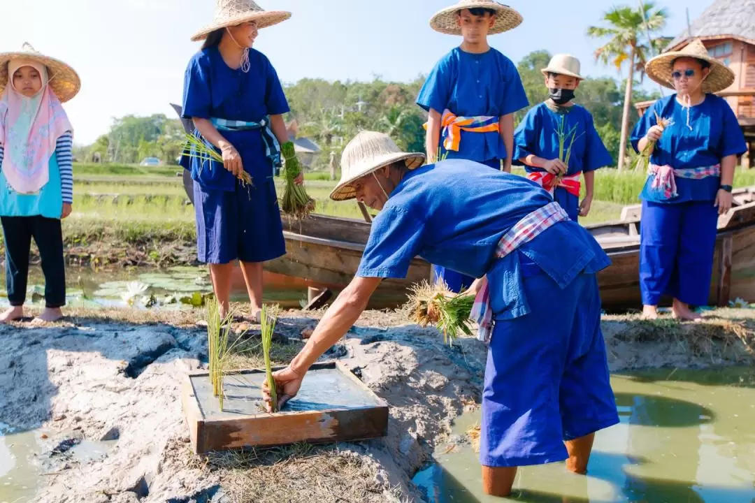 Traditional Rice Planting and Harvesting Experience in Krabi