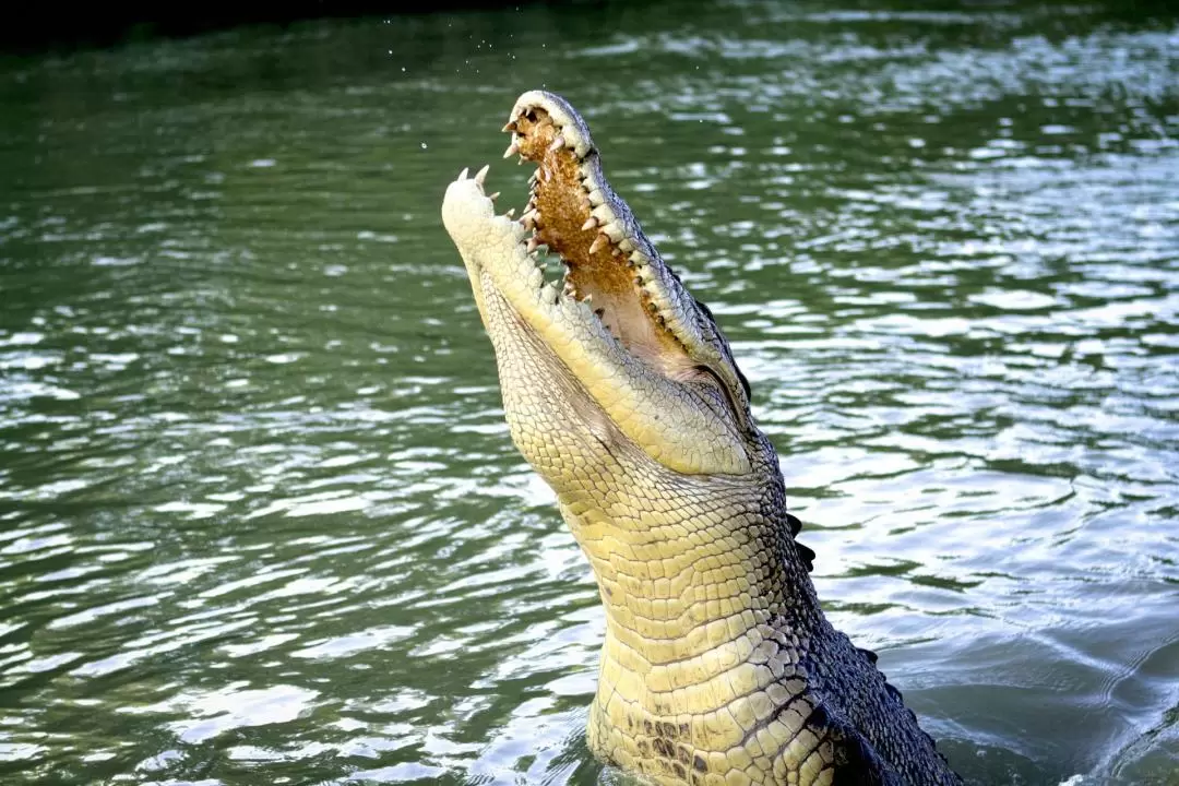 Jumping Crocs and Nature Explorer Half Day Tour from Darwin