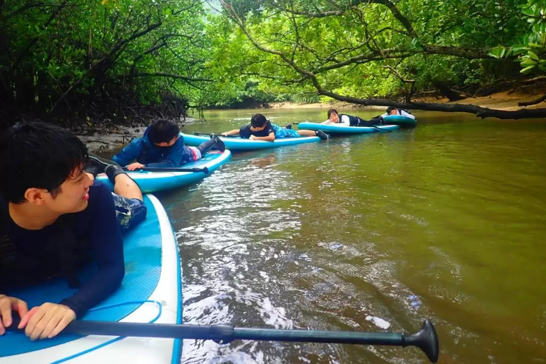 SUP or Canoe at Mangrove Forest