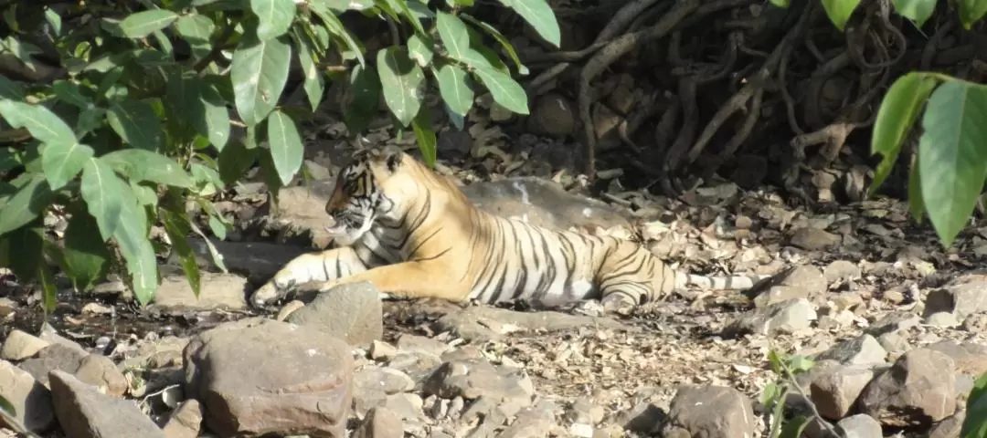 Jeep Safari Experience at Ranthambore National Park from Jaipur