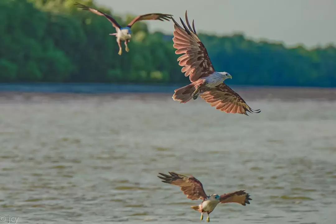 Eagle Feeding Experience in Kuala Selangor