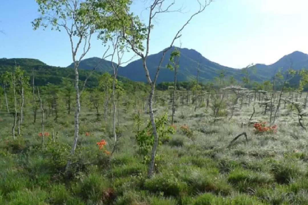 Senjogahara Half-Day Hiking and Birdwatching Private Tour in Nikko