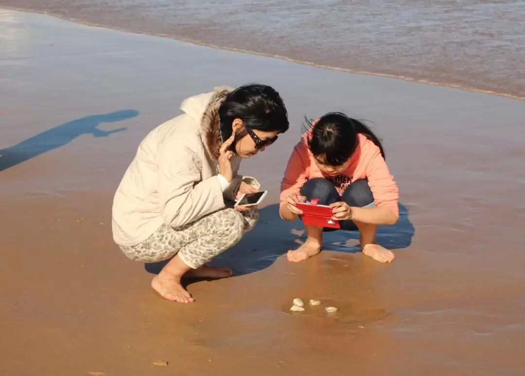 史蒂芬港海滩探索之旅＆滑沙体验