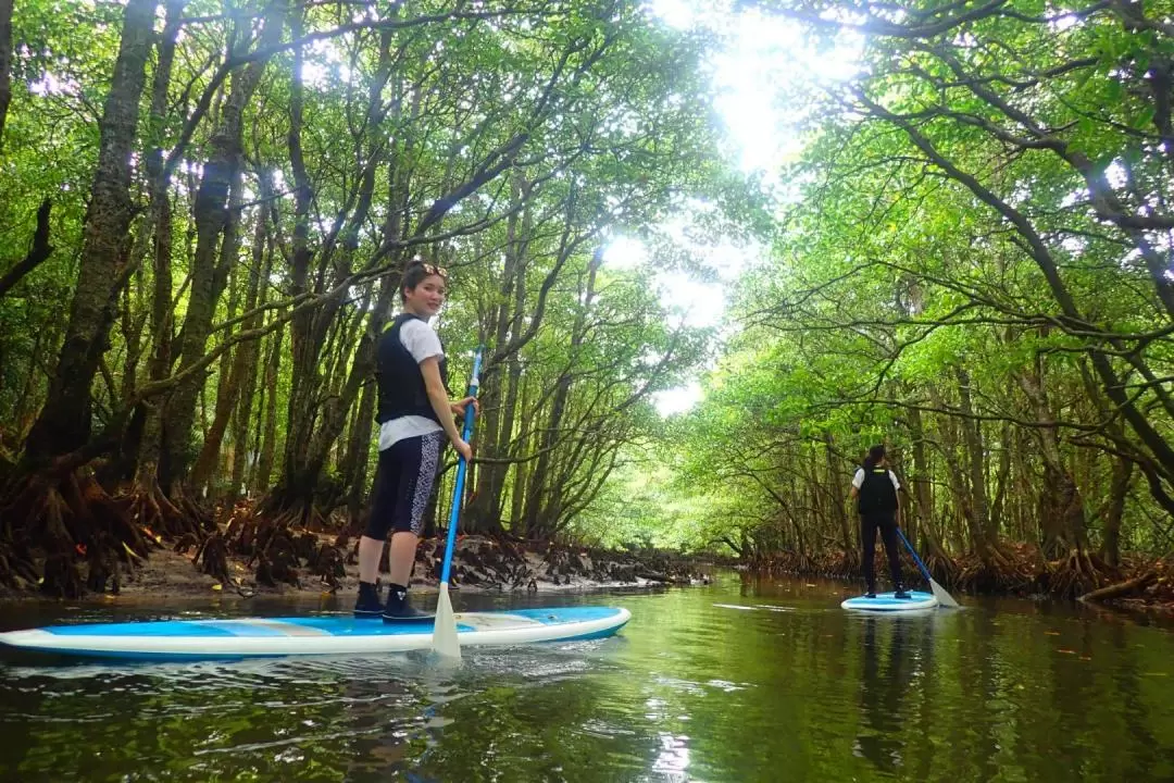 SUP or Canoe at Mangrove Forest