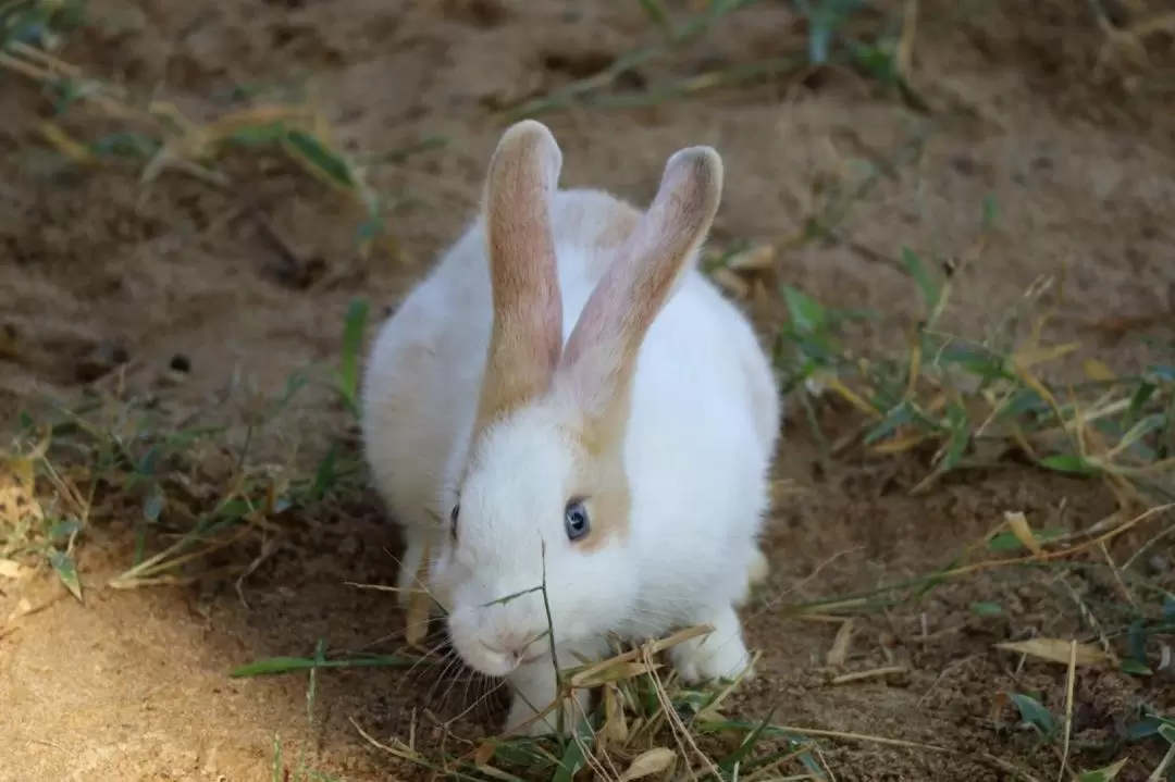 ティエンティエンファーム＆動物園 入園チケット（ファンラン）