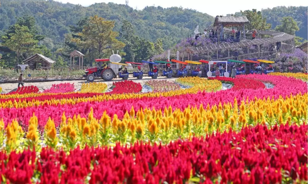 Goseokjeong Flower Field/Cheorwon Historical Day tour 