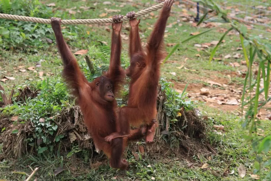 Bukit Merah Orang Utan Island Foundation Tour in Perak 