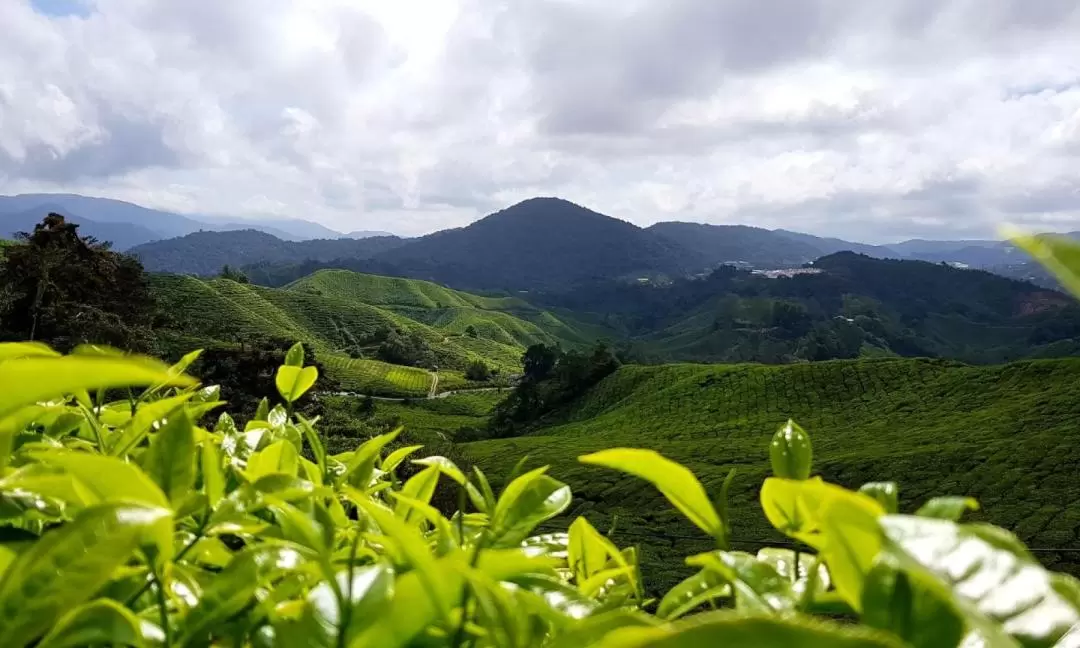 苔蘚森林日出登山健行之旅