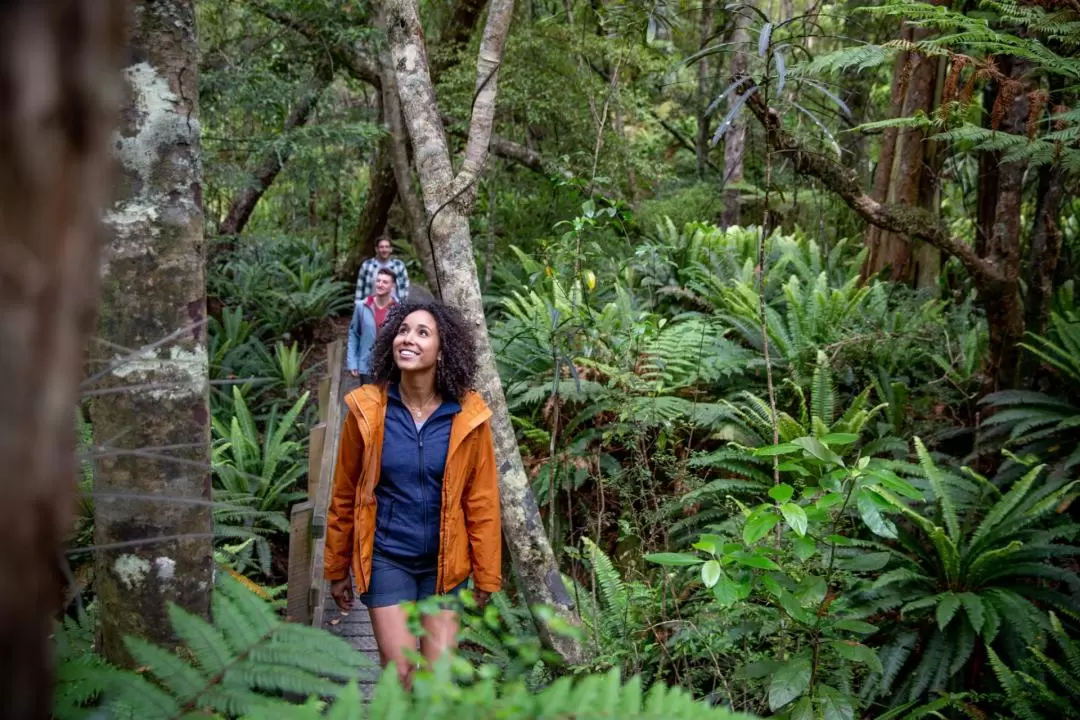 Wild Kiwi Encounter on Stewart Island