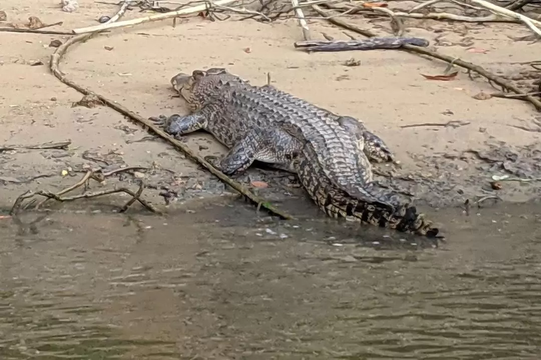 Cape Tribulation, Daintree Rainforest and Mossman Gorge Day Tour from Cairns