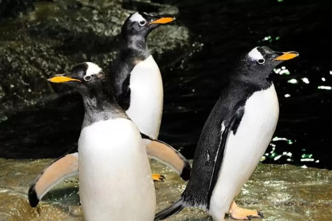 紐約中央公園動物園門票