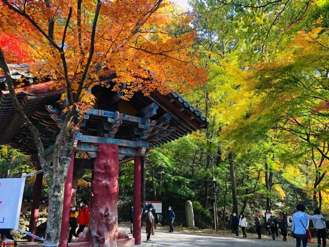 Autumn Foliage Tour - Seoraksan / Naejangsan