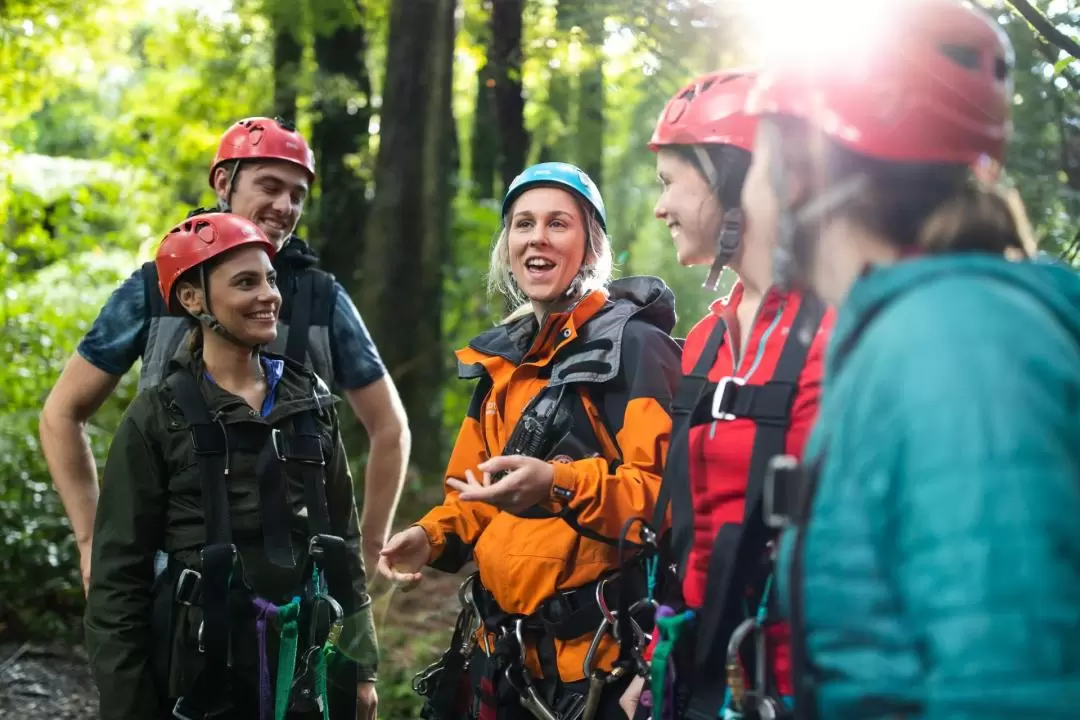 Forest Ziplining Experience in Rotorua