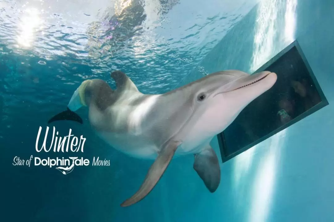 Clearwater Marine Aquarium Ticket in Tampa