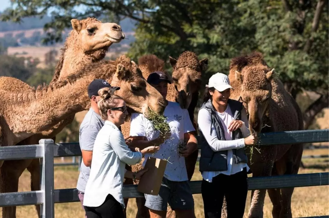 Camel Farm Experience in Brisbane