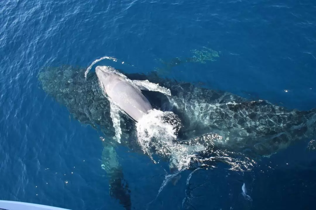 Whale Watching Adventure in Brisbane