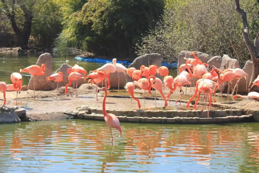 ファウニア自然公園 入館チケット（マドリード）