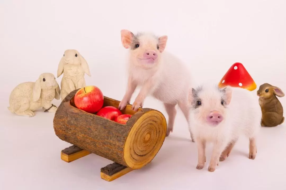 Micro Pig Cafe Experience in Hokkaido