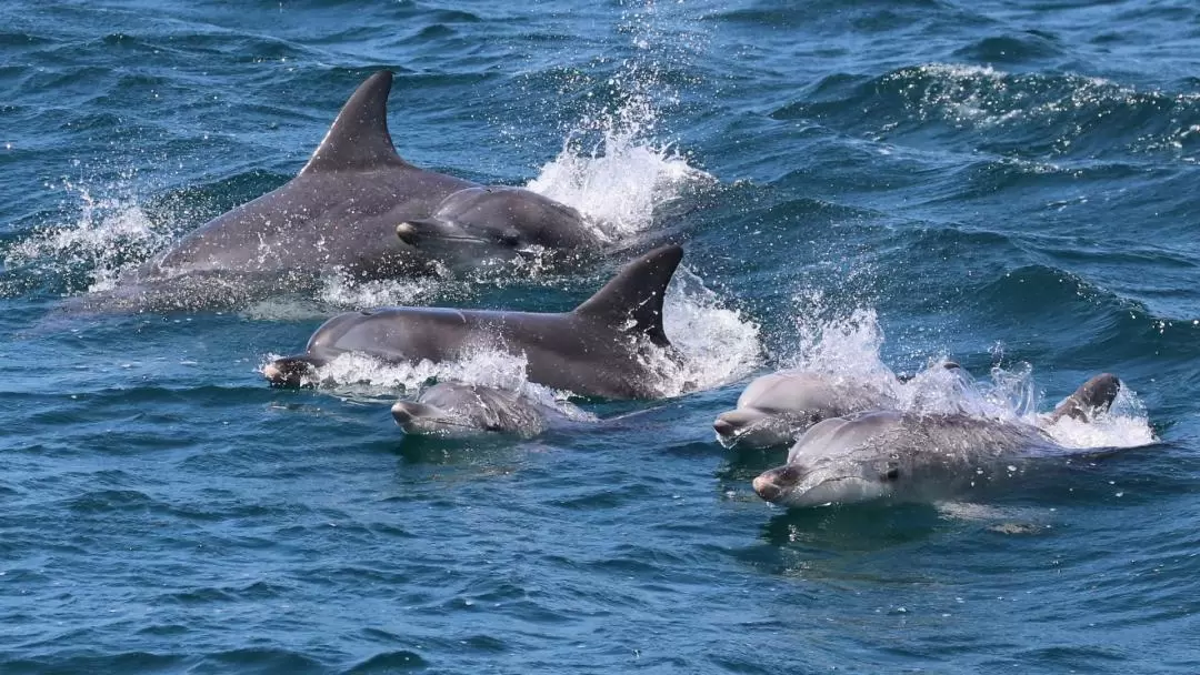 Jervis Bay Dolphin Watch Cruise Tour