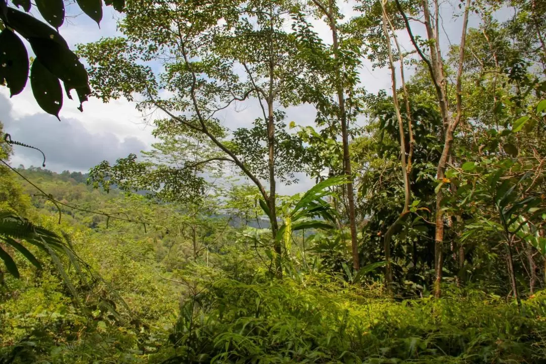 Kinabalu National Park Guided Bird Watching Experience