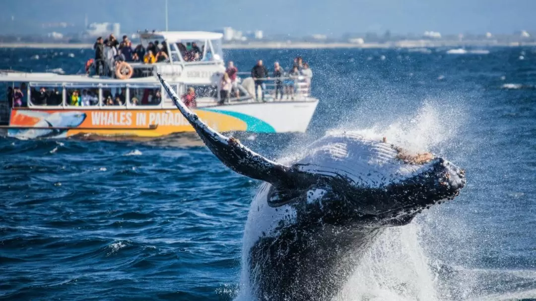 Gold Coast Whale Watching Cruise