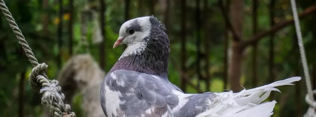 プーケットバードパーク 入園チケット