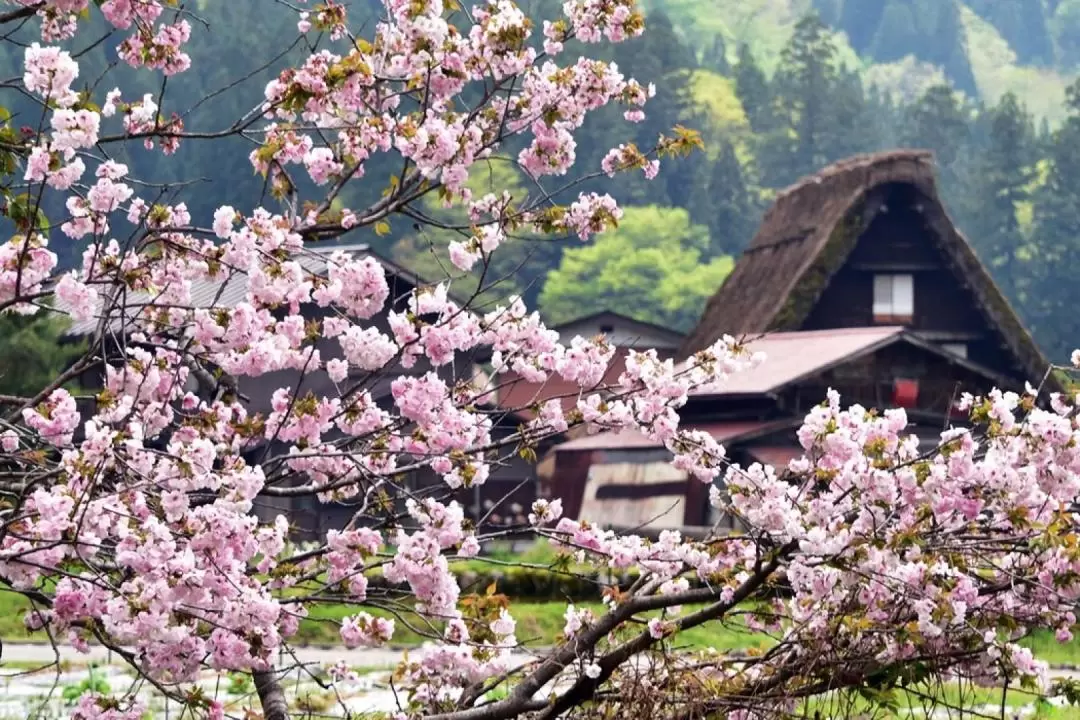 Takayama and Shirakawa-go Day Tour from Nagoya