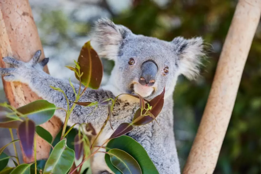 ブルーマウンテンズ・シーニックワールド・シドニー動物園 日帰りツアー（シドニー発）