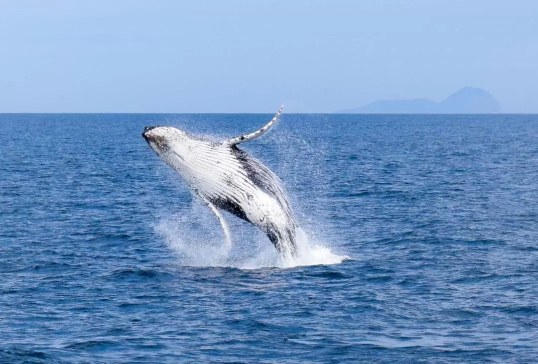 Whale Watching Sightseeing Cruise in Wilsons Promontory