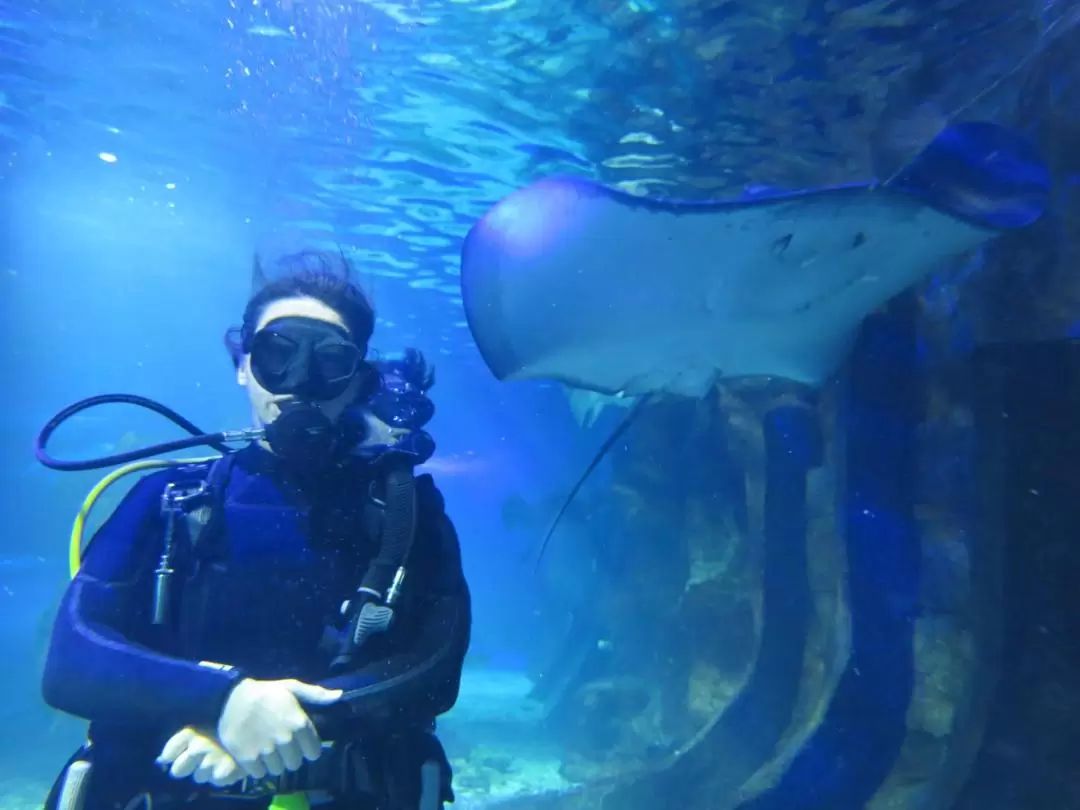 陽光海岸 SEA LIFE 水族館與鯊魚共潛體驗