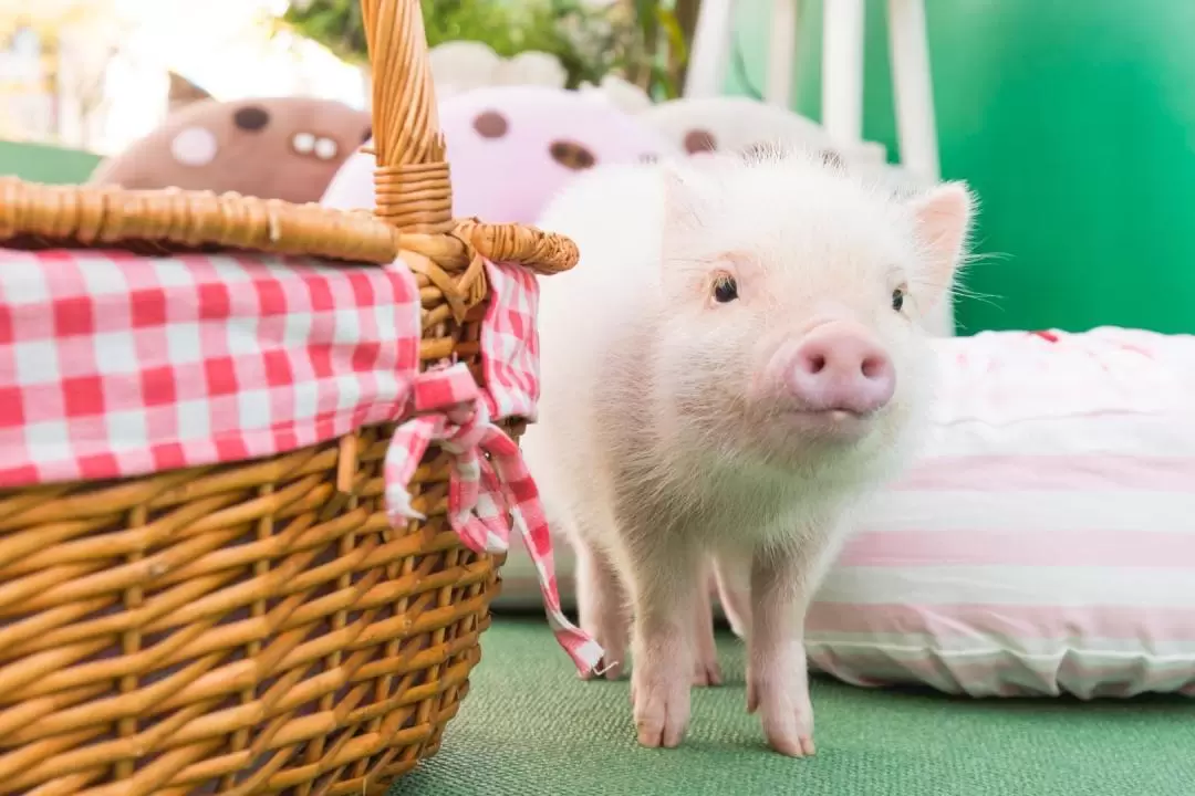 Micro Pig Cafe Experience in Fukuoka