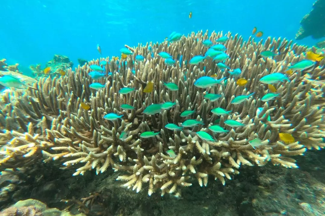 Apo Island Join In Snorkeling with Sightseeing Tour from Dumaguete 