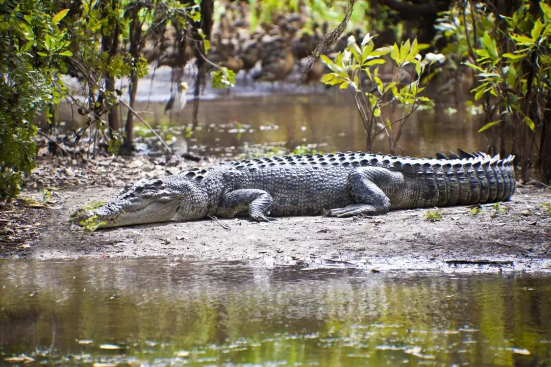 Kakadu National Park Day Tour and Cruise from Darwin