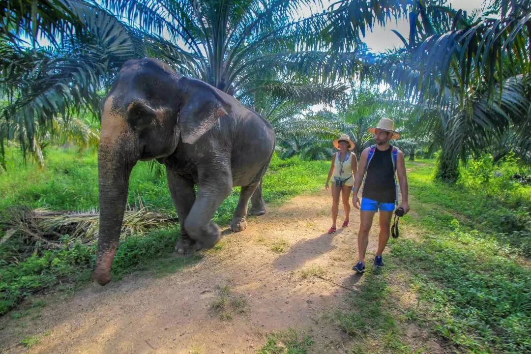 甲米大象保護營 & Huay Tho瀑布之旅