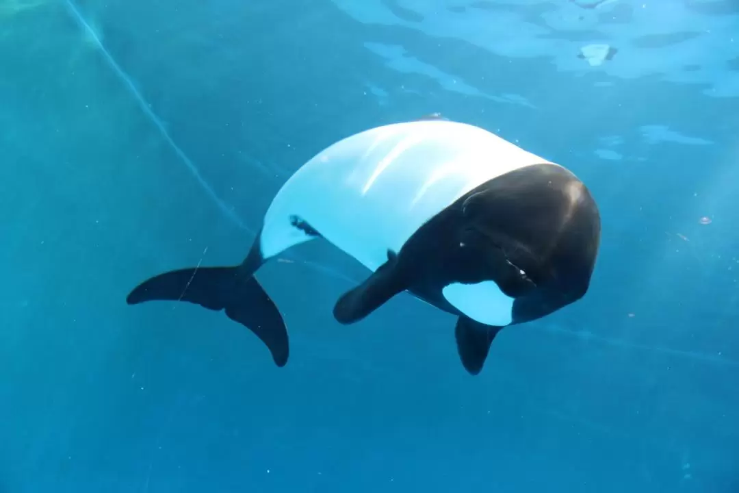 仙台海洋森林水族館門票