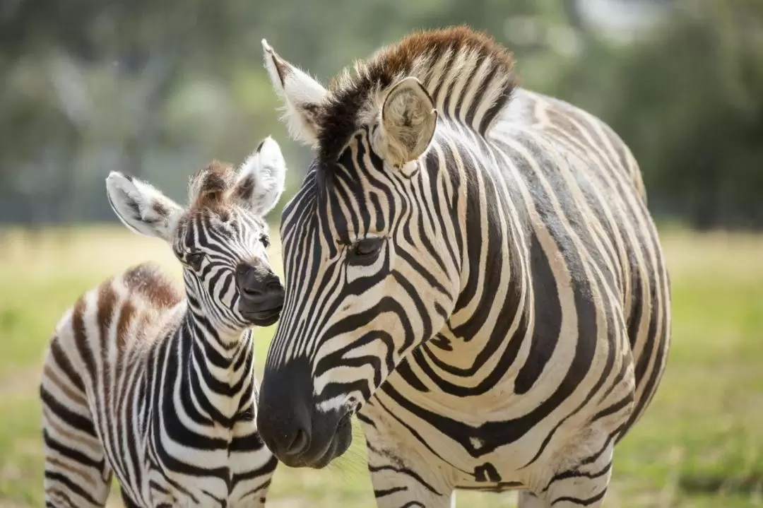 華勒比開放式野生動物園探險體驗